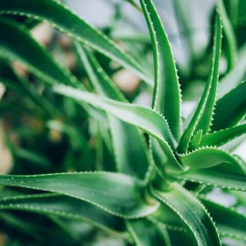 Aloe Vera